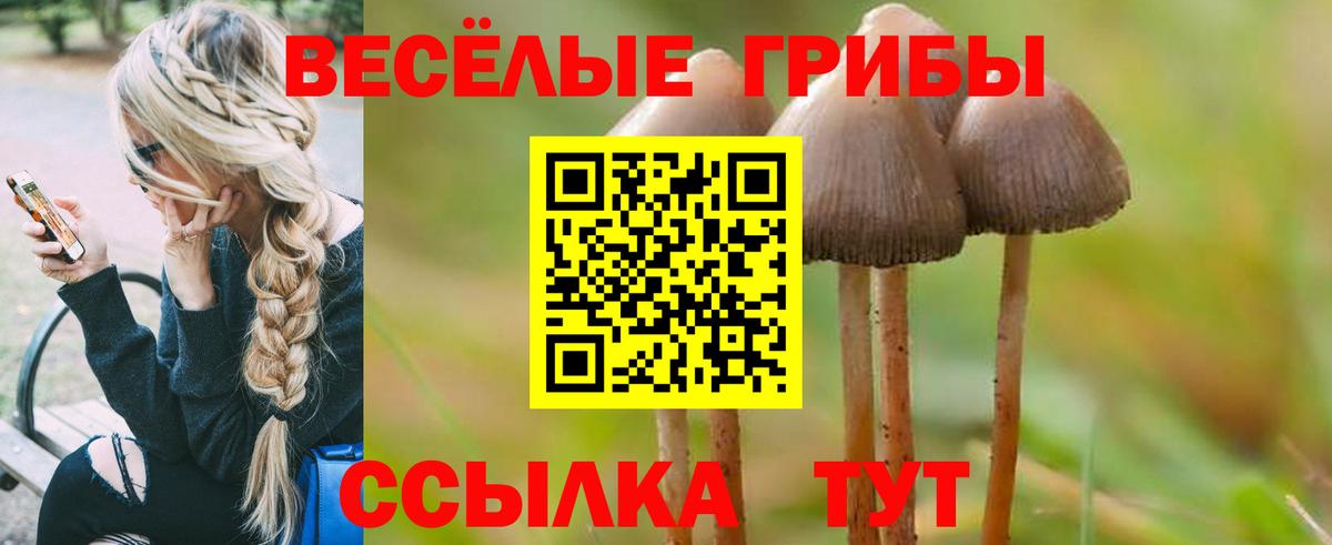 Галлюциногенные грибы Psilocybe  Вход с VPN  Лесной  Галлюциногенные грибы Cubensis 